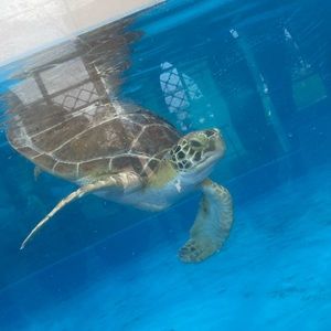 Meet your Posher, Mireya